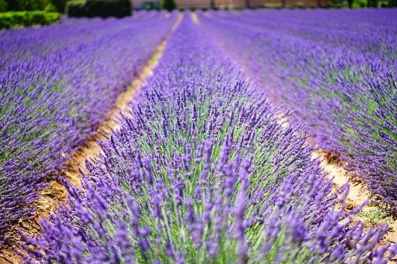 Les Olivades Villa กาวายง ภายนอก รูปภาพ